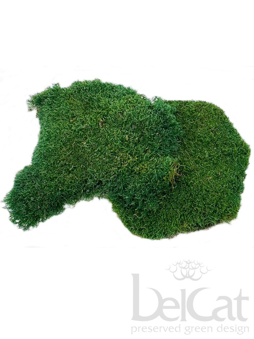 Tartósított Laposmoha