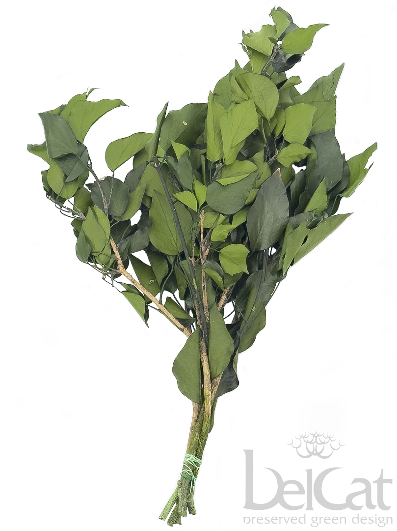 Tartósított Hedera Arborea