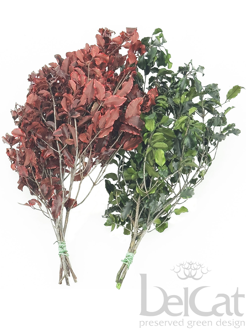 Tartósított Tenuifolium