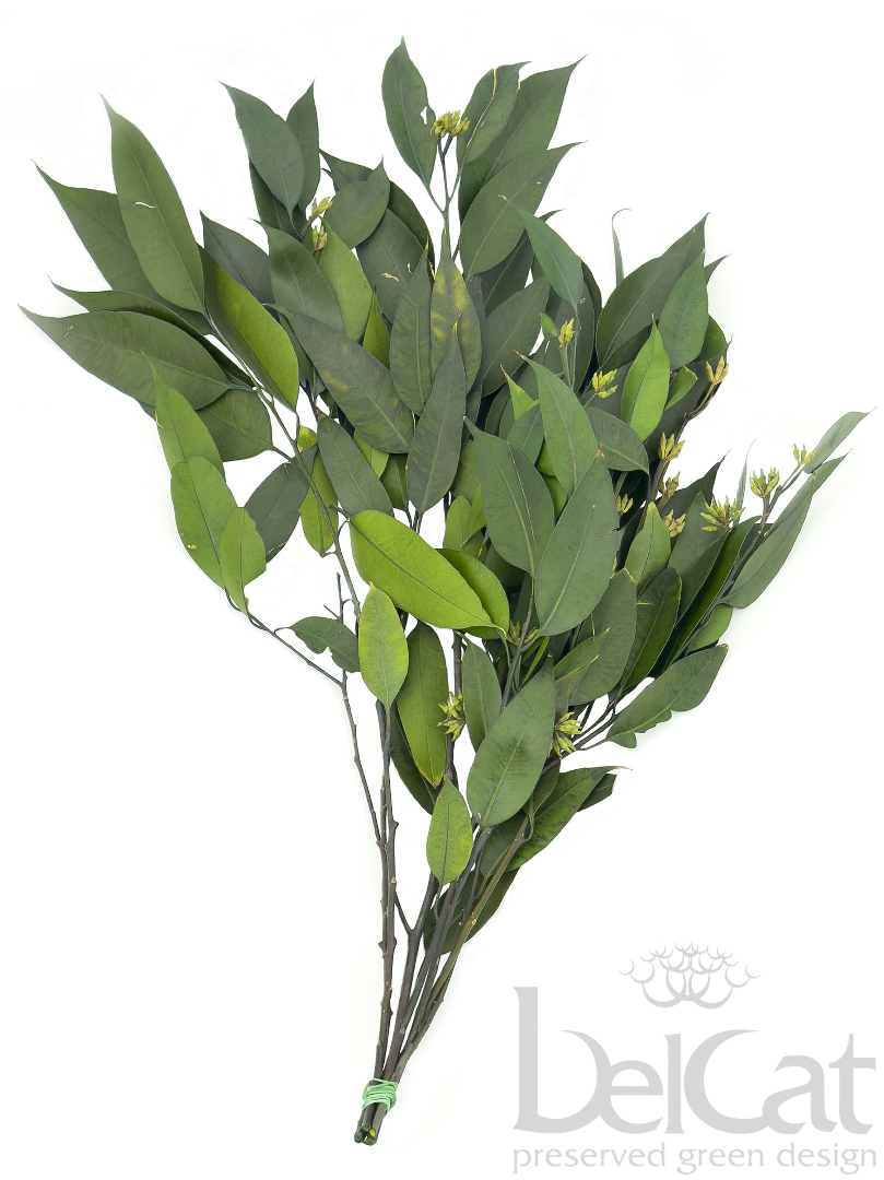 Tartósított Eucalyptus Robusta