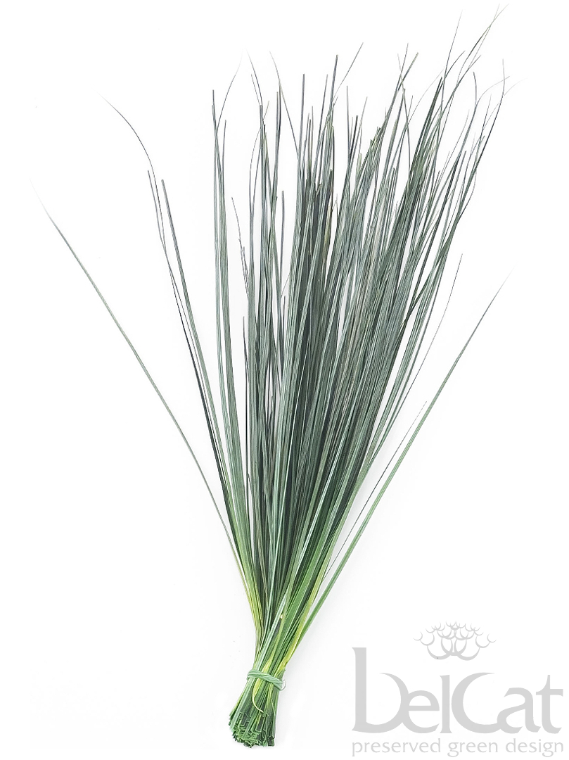 Tartósított Beargrass